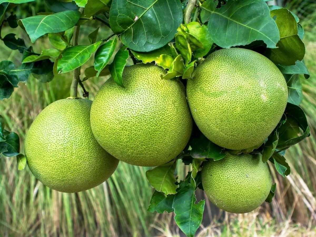 Pomelo ile kalorii? Odkryj niskokaloryczne właściwości tego owocu