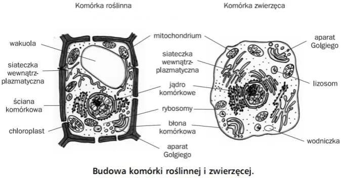 Czym różni się komórka roślinna od zwierzęcej? Kluczowe różnice i ich znaczenie