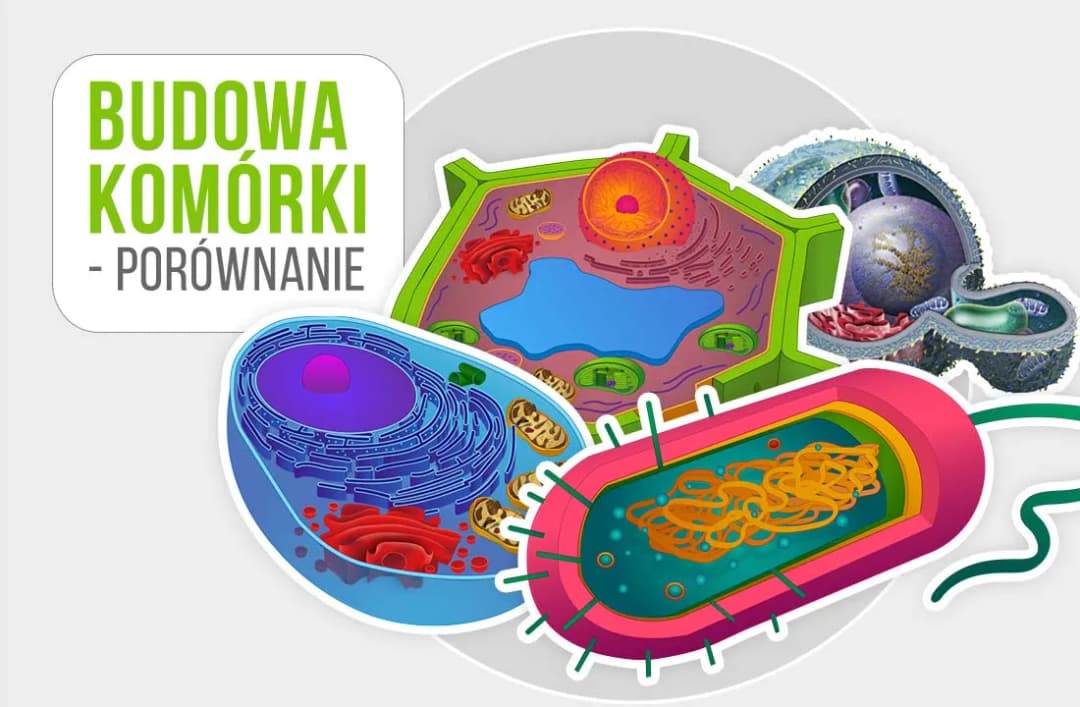 Jak wygląda komórka roślinna? Zaskakujące cechy i struktura komórki